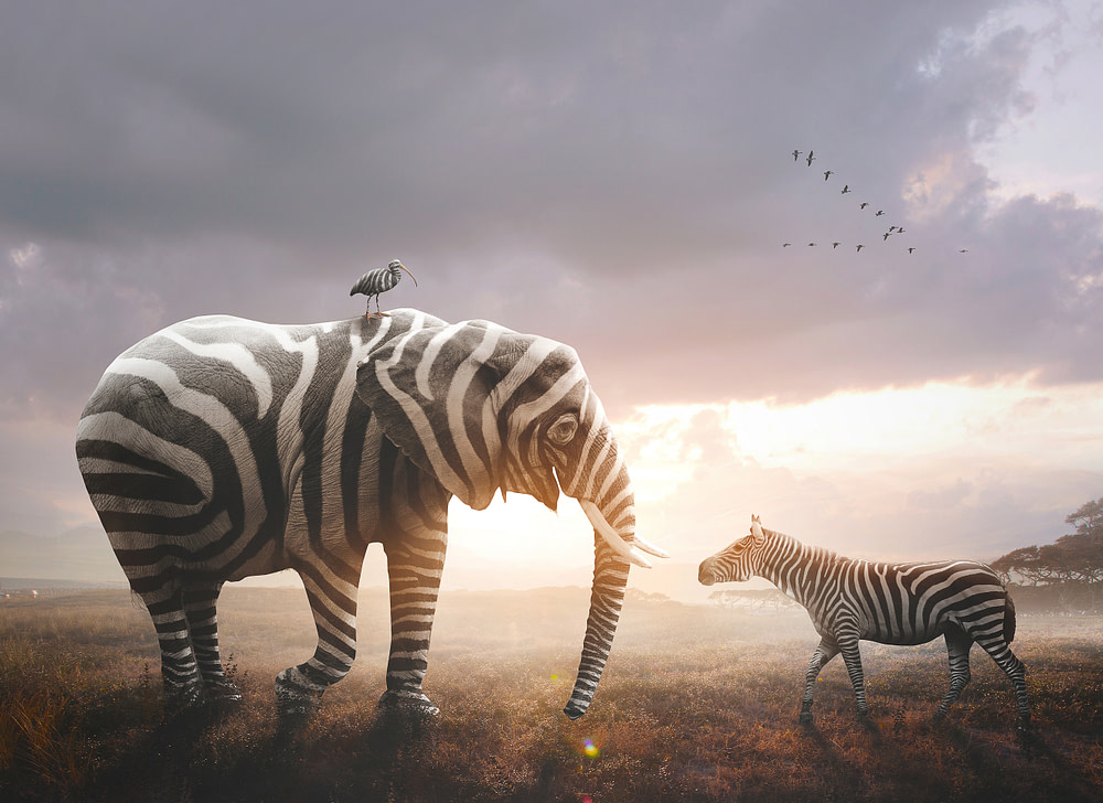 Adulte-Zebre-Haut-Potentiel
